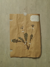 herbier_sdi1594