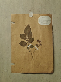 herbier_sdi1634